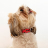 B&Kolor Collar de Piel Diseño Tejido Artesanal Color Rosa con Hebilla para Perro, Chico